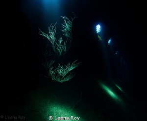 Inside the Giannis D by Leena Roy 